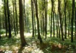 Jasmund_wald