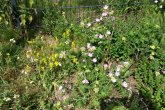 Gleisdrpark_pflanzen