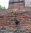 Rauen_sonnenblume