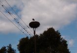 Storchennest