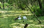 Schwaene_am_fliess1