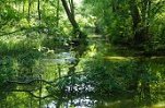 Schwaene_am_fliess2