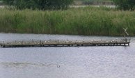 Linum10